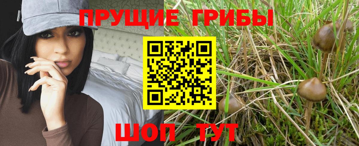 Анжеро-Судженск  Галлюциногенные грибы прущие грибы  Галлюциногенные грибы Psilocybe  Вход с VPN 